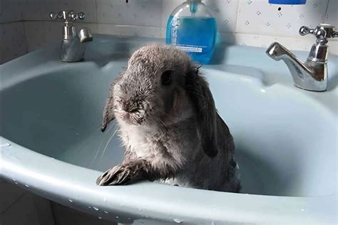 Can I bathe my rabbit?