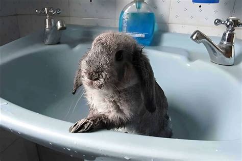 Can I bathe my rabbit to get rid of fleas?