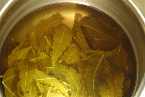 Can I boil neem leaves?