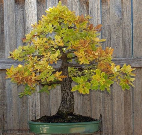Can I bonsai an oak tree?