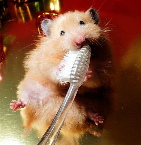 Can I brush my hamsters fur?
