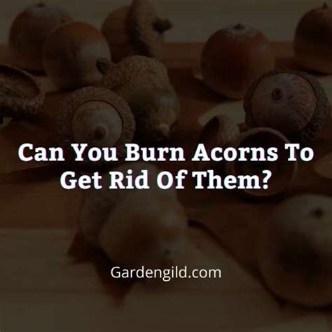 Can I burn acorns?