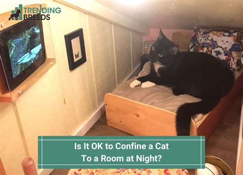 Can I confine my cat at night?