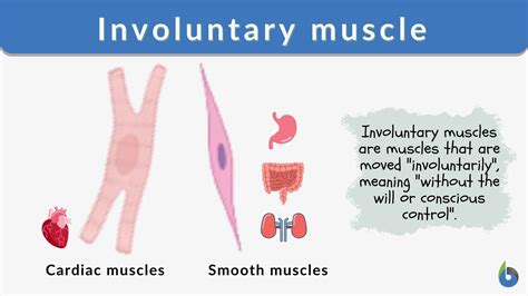 Can I control smooth muscles voluntarily?