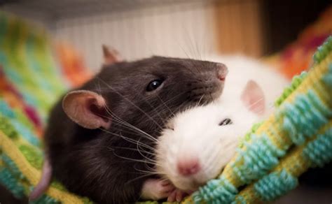 Can I cuddle my pet rat?