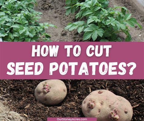 Can I cut a potato in half and plant it?