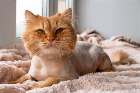 Can I cut my cats hair?