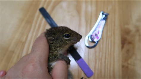 Can I cut my squirrels nails?