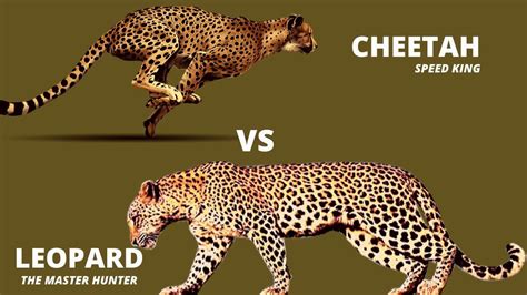 Can I defeat a leopard?