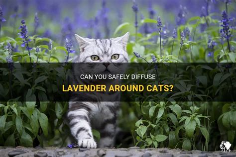 Can I diffuse lavender around my cat?