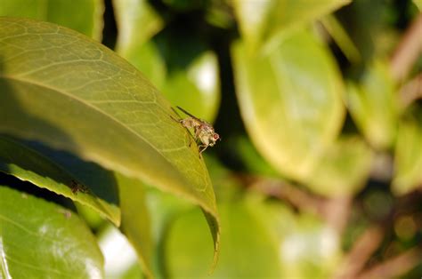 Can I drink my drink if a fly was in it?