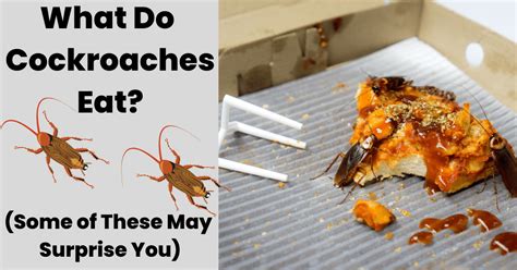 Can I eat food if a roach was on it?