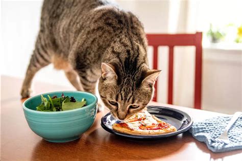 Can I eat food my cat licked?
