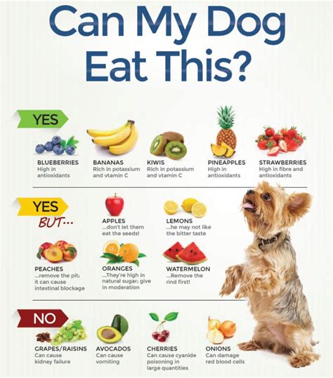 Can I eat food my dog licked?