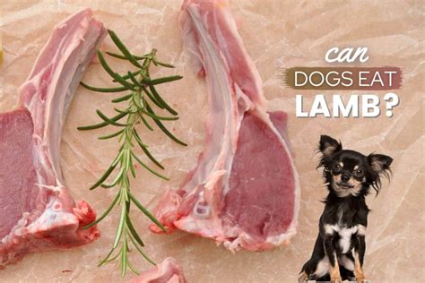 Can I eat lamb at 140?