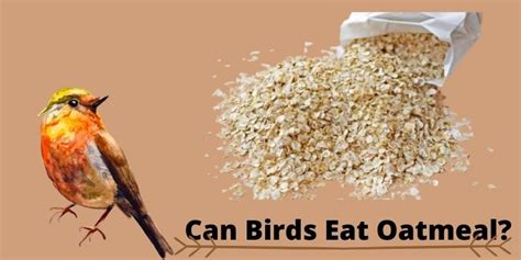 Can I feed a baby bird oatmeal?