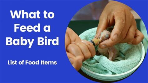 Can I feed baby bird raw egg?