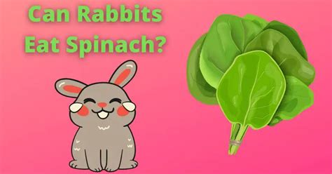 Can I feed my bunny spinach everyday?