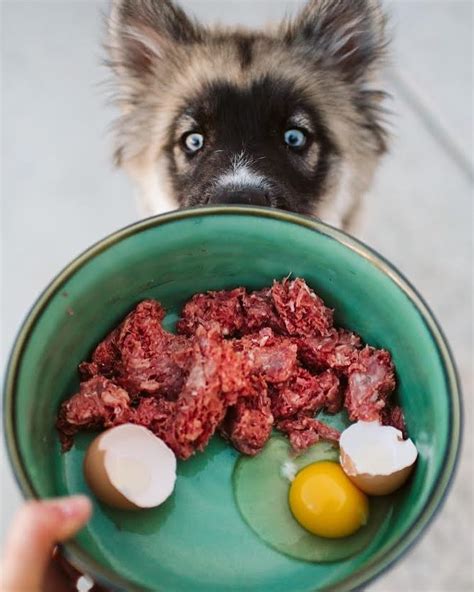 Can I feed my dog raw beef?
