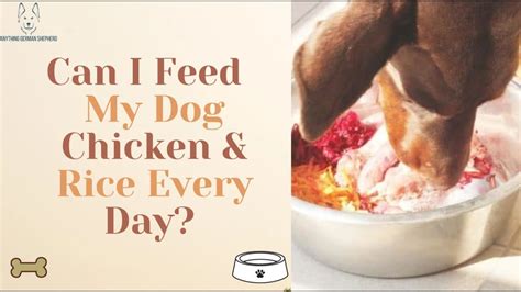 Can I feed my dog rice and eggs everyday?