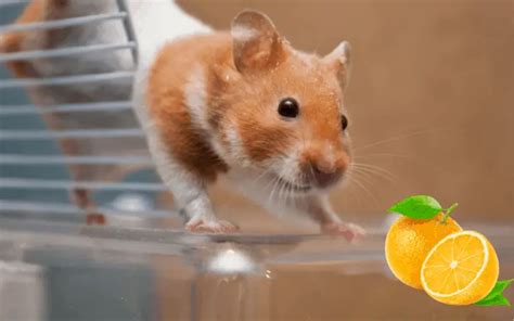 Can I feed my hamster oranges?