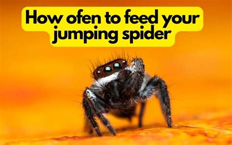 Can I feed my jumping spider everyday?