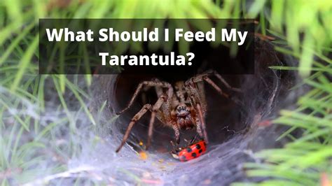 Can I feed my tarantula everyday?