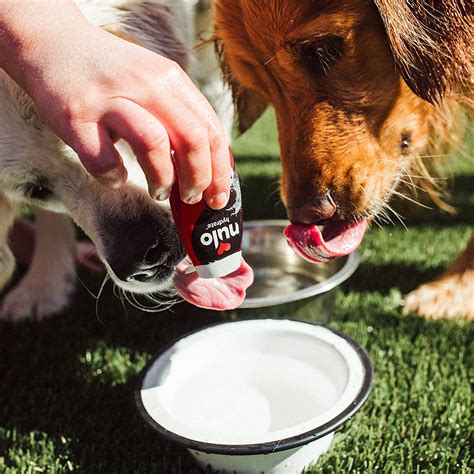 Can I flavor my dogs water?