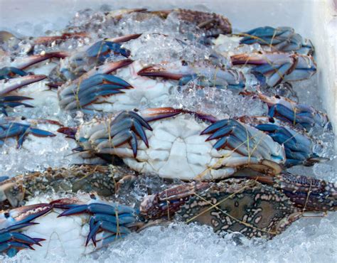 Can I freeze live crabs?