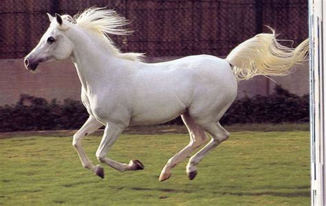 Can I get another white Arabian horse as John?