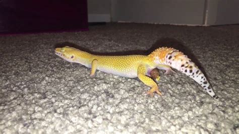 Can I get pinworms from my leopard gecko?
