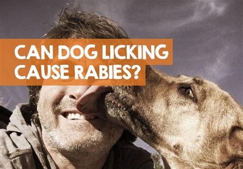 Can I get rabies if my dog licks my wound?