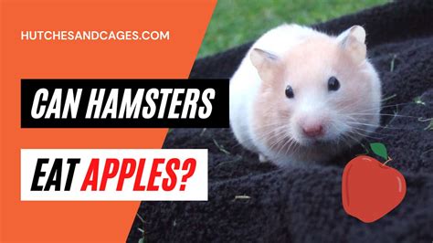 Can I give Apple to hamster?