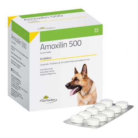 Can I give amoxicillin to hamster?