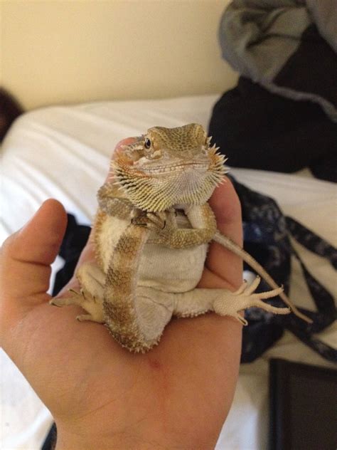 Can I give my bearded dragon a kiss?