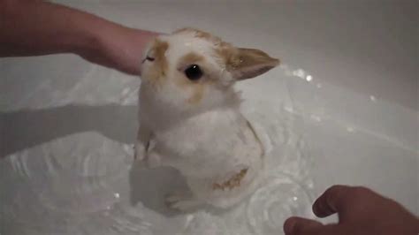 Can I give my bunny a bath?