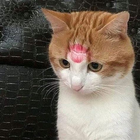 Can I give my cat forehead kisses?