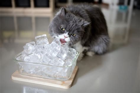 Can I give my cat ice cubes?