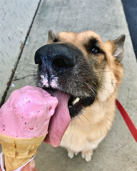 Can I give my dog a lick of ice cream?