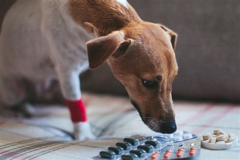 Can I give my dog ibuprofen?