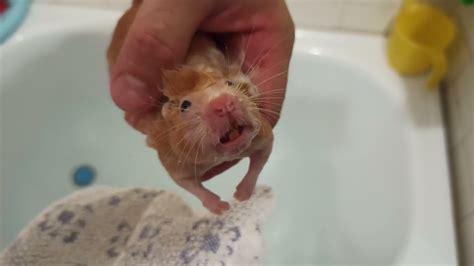 Can I give my hamster a bath?