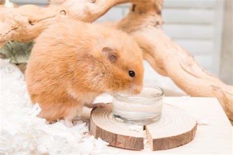 Can I give my hamster a bowl of water?