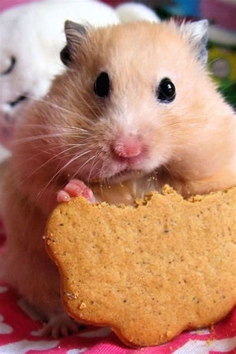 Can I give my hamster a cookie?