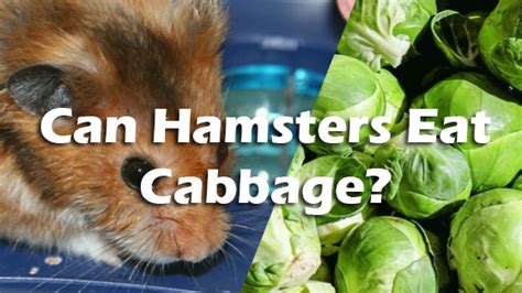 Can I give my hamster cabbage?