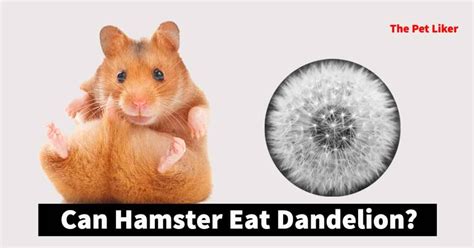 Can I give my hamster dandelions?