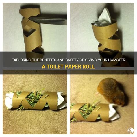 Can I give my hamster toilet paper?