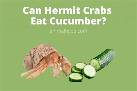 Can I give my hermit crab cucumber?