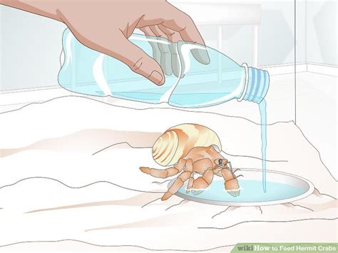 Can I give my hermit crab sink water?