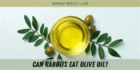 Can I give my rabbit olive oil for constipation?