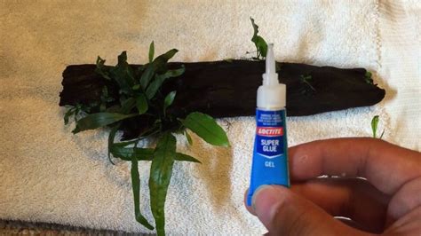 Can I glue plants underwater?